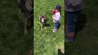 Dog Training This puppy Is Focused. 🐕 #dog #shortvideo #shorts #puppy #trending