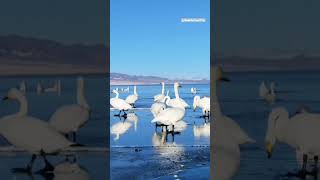 Discover Winter Ice scenery of Sayram Lake xinjiang China  #scenery #winter #china