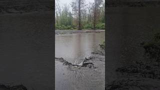 Pond finally full after creek couldn't contain all the rainwater. #shorts