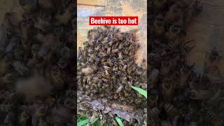 To Hot to hive