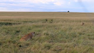 Hyenas run straight into a pride of lions without knowing they are there