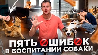 Пять ошибок в воспитании собаки.