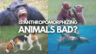 Is it Bad to Anthropomorphize Animals?