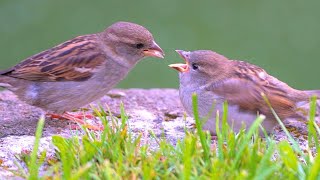 House Sparrow Mothers Feeding Their Baby Fledglings [4K]