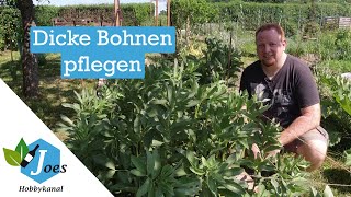 Puffbohnen stützen und Blattläuse bekämpfen