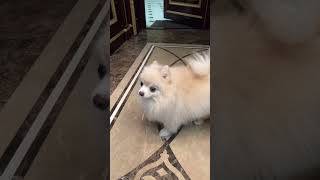 Кто там?👀 Охранник Боня. Pomeranian. Funny animals. Померанский шпиц. Забавные животные