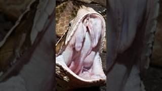 The largest venomous toothed snake in the world 🐍🐍😱😱 || #shorts #viral #short