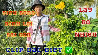 1-4-2024📲0357289792🌲gặp Cu Tý🌲Siêu bông bình lợi -Sài Gòn -Giảo như ý 🌲giao lưu chia sẽ giống ✅