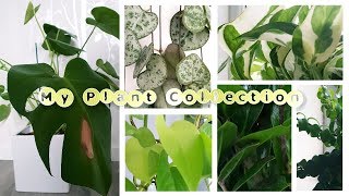 INDOOR PLANT TOUR 2019 | _MILASMAMA