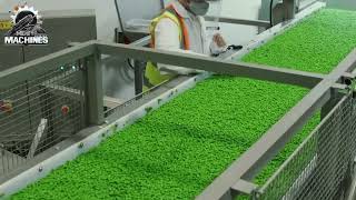 Massive Green Pea Processing! Incredible Frozen Peas Production Line in Action!