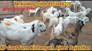 सोजत नस्ल best quality and best price मेल एंड फीमेल only for kp Goat Farm Kishangarh Ajmer Rajasthan