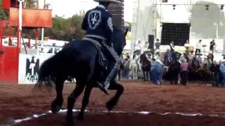 Caballos Bailadores en Guadalajara, Jalisco