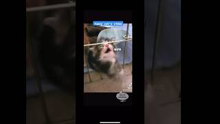 Funny cat voice over video-not mine- #capcut