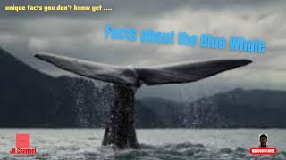 6 Unique Facts about Blue Whale, Unique facts you don't know yet…