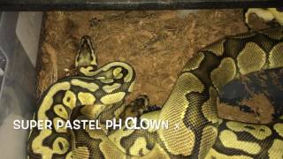 Ball Python Breeding: Sup & Ludentis locked