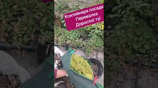 ПОСАДКА ДОРОСЛОЇ ТУЇ В КОНТЕЙНЕР КОЛИ РОБИТИ ПЕРЕВАЛКУ ЯК ПРАВИЛЬНО ВИСАДИТИ ХВОЙНІ РОСЛИНИ