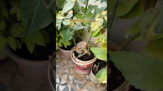 rescue of baby birds #share #like #1000subscriber #trending #viral #1millionviews #viral