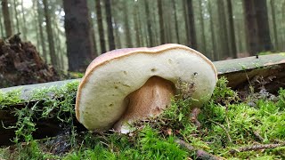 Steinpilze und andere Röhrlinge 🍄 | Pilze sammeln Oktober