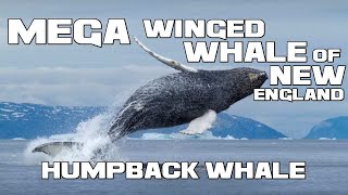 The Nomadic Opera Singer - Humpback Whale - Animal a Day