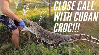 Hand Feeding Cuban Crocodiles!