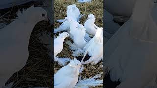 18.11.2024г Музыкальный Обзор Птицы 🐦