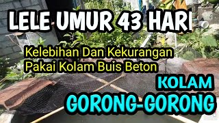 Lele Usia 43 Hari || kelebihan & kekurangan kolam gorong-gorong #ternaklele #lele #catfish_farming