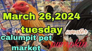 March 26,2024 Tuesday calumpit pet market, pumpkin, sweater