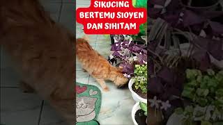 SIKUCING KECIL BERTEMU SIOYEN DAN KUCING HITAM #Shorts