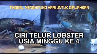 CIRI TELUR LOBSTER AIR TAWAR USIA MINGGU KE 4