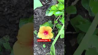 మందారం - ఎన్నో రంగులు #morning #garden #hibiscus #mandaram #leelagola #nature #backyard #flowers