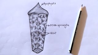 Drawing CYCAS MICROSPOROPHYLL // Pencil art 5/30 [ WATCH IN 2x speed ] #intermediate #botany #record