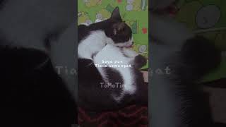 kata-kata semangat dari aku #shorts #kucing #cat #tomotim #videokucingterlucu