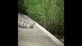 Mama swan with her babies