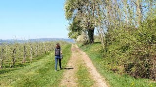 Alexandra-Maria Klein - Bienen, Hummeln und Pestizide - Uni Freiburg