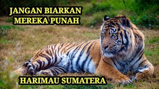 HARIMAU SUMATERA YANG HAMPIR PUNAH YANG HARUS SELALU DILINDUNGI #rahasiaalamliar #temantidur