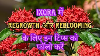 इक्सोरा में रीग्रोथ और रीब्लूमिंग के लिए इन टिप्स को फॉलो करें | Ixora care tips | Full details #fyp