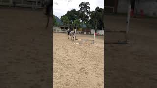 Treino de feriadinho. #bitless #equestrian #hipismo #hipismobrasil #equitação #bitlessriding