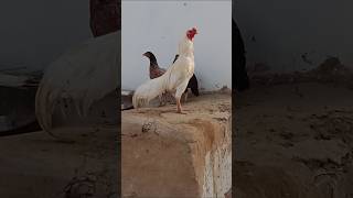 دجاج أمريكي #animals #viralvideo #murgha