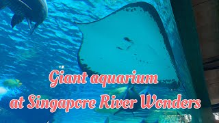 新加坡河川生态园巨大水族箱｜Giant aquarium at Singapore River Wonders #life #生活