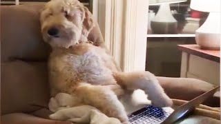 Dogs Doing Funny Things On TikTok - Best TikTok Compilation 🐶 [Funny Pets]