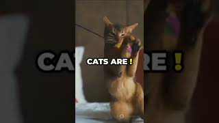 Abyssinian animal quality 5 amazing facts: Please Subscribe now 👈