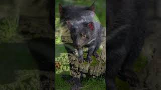 DEMÔNIO DA TASMÂNIA #shortvideo #shorts #shortsyoutube #animais #curiosidades #animais #short