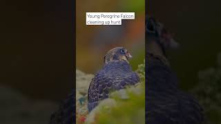 Young Peregrine Falcon  #subscribe #shorts #nature #birdsofprey #falcon #raptors #viral