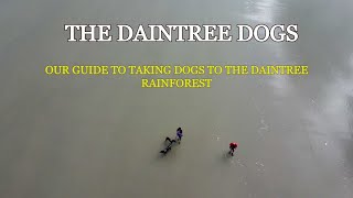 The Daintree Dogs - Dog Friendly Places to Visit in the Daintree Rainforest