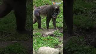 Hewan Primata Paling Berbahaya di Dunia #Hewan #Primata #Mandrill #monyet #mitos #fakta #viral