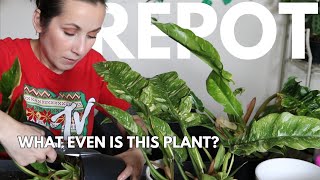 New Mystery Plants & An *emergency* Repotting! (was this a bad idea lol)