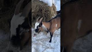 Козы и морозы🐐❄️