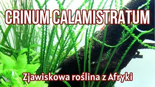 CRINUM CALAMISTRATUM / Krynia rzemieniolistna / Świetna Roślina do wysokiego AKWARIUM