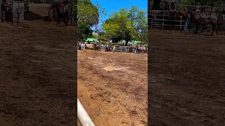 Only in Hawaii Rodeo #viral #prorodeo #rodeo #viral #viralvideo #viralshorts #cowboys #2boots #roper