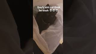 Trash Cat #shorts #fyp #cat #catvideos